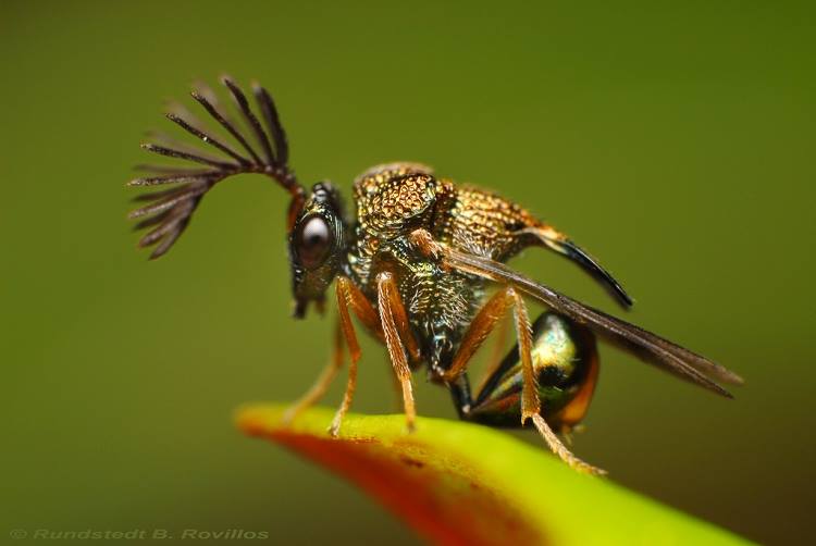 Elliot 081, Eucharitid wasp
